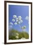 Cow Parsley Flowers-null-Framed Photographic Print