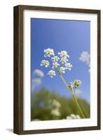 Cow Parsley Flowers-null-Framed Photographic Print