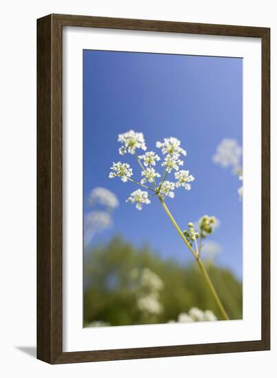 Cow Parsley Flowers-null-Framed Photographic Print