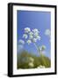 Cow Parsley Flowers-null-Framed Photographic Print