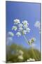 Cow Parsley Flowers-null-Mounted Photographic Print