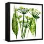 Cow Parsley in Green, 2019 (Monoprint)-Sarah Thompson-Engels-Framed Stretched Canvas