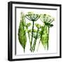 Cow Parsley in Green, 2019 (Monoprint)-Sarah Thompson-Engels-Framed Giclee Print