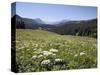 Cow Parsnip and Alpine Sunflower with Crested Butte in Distance, Washington Gulch, Colorado, USA-James Hager-Stretched Canvas