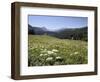 Cow Parsnip and Alpine Sunflower with Crested Butte in Distance, Washington Gulch, Colorado, USA-James Hager-Framed Photographic Print