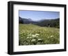 Cow Parsnip and Alpine Sunflower with Crested Butte in Distance, Washington Gulch, Colorado, USA-James Hager-Framed Photographic Print