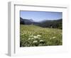 Cow Parsnip and Alpine Sunflower with Crested Butte in Distance, Washington Gulch, Colorado, USA-James Hager-Framed Photographic Print