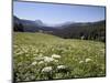 Cow Parsnip and Alpine Sunflower with Crested Butte in Distance, Washington Gulch, Colorado, USA-James Hager-Mounted Photographic Print