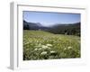 Cow Parsnip and Alpine Sunflower with Crested Butte in Distance, Washington Gulch, Colorado, USA-James Hager-Framed Photographic Print