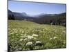 Cow Parsnip and Alpine Sunflower with Crested Butte in Distance, Washington Gulch, Colorado, USA-James Hager-Mounted Photographic Print