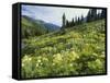 Cow Parsnip and Orange Sneezeweed Growing on Mountain Slope, Mount Sneffels Wilderness, Colorado-Adam Jones-Framed Stretched Canvas