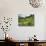 Cow Parsnip and Orange Sneezeweed Growing on Mountain Slope, Mount Sneffels Wilderness, Colorado-Adam Jones-Stretched Canvas displayed on a wall