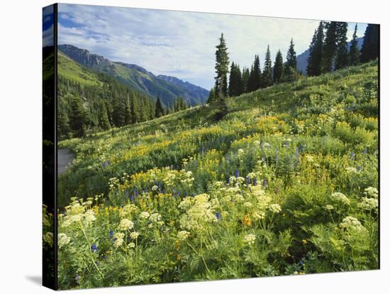 Cow Parsnip and Orange Sneezeweed Growing on Mountain Slope, Mount Sneffels Wilderness, Colorado-Adam Jones-Stretched Canvas