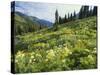 Cow Parsnip and Orange Sneezeweed Growing on Mountain Slope, Mount Sneffels Wilderness, Colorado-Adam Jones-Stretched Canvas