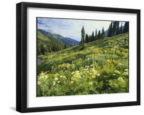 Cow Parsnip and Orange Sneezeweed Growing on Mountain Slope, Mount Sneffels Wilderness, Colorado-Adam Jones-Framed Photographic Print