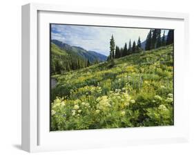 Cow Parsnip and Orange Sneezeweed Growing on Mountain Slope, Mount Sneffels Wilderness, Colorado-Adam Jones-Framed Photographic Print