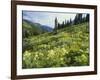 Cow Parsnip and Orange Sneezeweed Growing on Mountain Slope, Mount Sneffels Wilderness, Colorado-Adam Jones-Framed Photographic Print