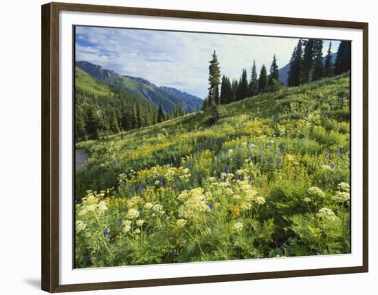 Cow Parsnip and Orange Sneezeweed Growing on Mountain Slope, Mount Sneffels Wilderness, Colorado-Adam Jones-Framed Photographic Print