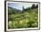 Cow Parsnip and Orange Sneezeweed Growing on Mountain Slope, Mount Sneffels Wilderness, Colorado-Adam Jones-Framed Photographic Print