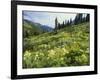 Cow Parsnip and Orange Sneezeweed Growing on Mountain Slope, Mount Sneffels Wilderness, Colorado-Adam Jones-Framed Photographic Print