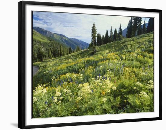 Cow Parsnip and Orange Sneezeweed Growing on Mountain Slope, Mount Sneffels Wilderness, Colorado-Adam Jones-Framed Photographic Print