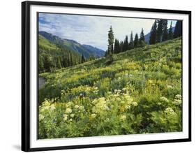 Cow Parsnip and Orange Sneezeweed Growing on Mountain Slope, Mount Sneffels Wilderness, Colorado-Adam Jones-Framed Photographic Print