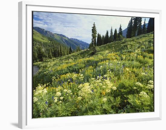 Cow Parsnip and Orange Sneezeweed Growing on Mountain Slope, Mount Sneffels Wilderness, Colorado-Adam Jones-Framed Photographic Print