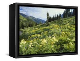 Cow Parsnip and Orange Sneezeweed Growing on Mountain Slope, Mount Sneffels Wilderness, Colorado-Adam Jones-Framed Stretched Canvas