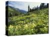 Cow Parsnip and Orange Sneezeweed Growing on Mountain Slope, Mount Sneffels Wilderness, Colorado-Adam Jones-Stretched Canvas