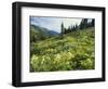 Cow Parsnip and Orange Sneezeweed Growing on Mountain Slope, Mount Sneffels Wilderness, Colorado-Adam Jones-Framed Photographic Print