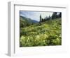 Cow Parsnip and Orange Sneezeweed Growing on Mountain Slope, Mount Sneffels Wilderness, Colorado-Adam Jones-Framed Photographic Print