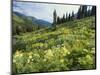 Cow Parsnip and Orange Sneezeweed Growing on Mountain Slope, Mount Sneffels Wilderness, Colorado-Adam Jones-Mounted Photographic Print