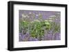 Cow parsnip and purple lupine flowers and tree in fog, Bald Hills Road, California-Adam Jones-Framed Photographic Print