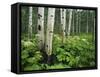 Cow Parsnip Growing in Aspen Grove, White River National Forest, Colorado, USA-Adam Jones-Framed Stretched Canvas