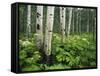 Cow Parsnip Growing in Aspen Grove, White River National Forest, Colorado, USA-Adam Jones-Framed Stretched Canvas