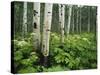 Cow Parsnip Growing in Aspen Grove, White River National Forest, Colorado, USA-Adam Jones-Stretched Canvas