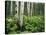 Cow Parsnip Growing in Aspen Grove, White River National Forest, Colorado, USA-Adam Jones-Stretched Canvas