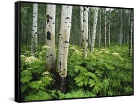 Cow Parsnip Growing in Aspen Grove, White River National Forest, Colorado, USA-Adam Jones-Framed Stretched Canvas