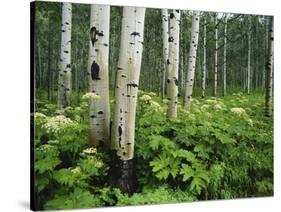 Cow Parsnip Growing in Aspen Grove, White River National Forest, Colorado, USA-Adam Jones-Stretched Canvas