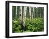 Cow Parsnip Growing in Aspen Grove, White River National Forest, Colorado, USA-Adam Jones-Framed Photographic Print