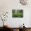 Cow Parsnip Growing in Aspen Grove, White River National Forest, Colorado, USA-Adam Jones-Photographic Print displayed on a wall