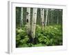 Cow Parsnip Growing in Aspen Grove, White River National Forest, Colorado, USA-Adam Jones-Framed Photographic Print