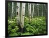 Cow Parsnip Growing in Aspen Grove, White River National Forest, Colorado, USA-Adam Jones-Framed Photographic Print