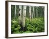 Cow Parsnip Growing in Aspen Grove, White River National Forest, Colorado, Usa-Adam Jones-Framed Photographic Print