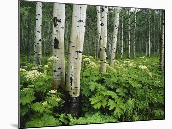 Cow Parsnip Growing in Aspen Grove, White River National Forest, Colorado, Usa-Adam Jones-Mounted Photographic Print