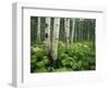 Cow Parsnip Growing in Aspen Grove, White River National Forest, Colorado, USA-Adam Jones-Framed Photographic Print