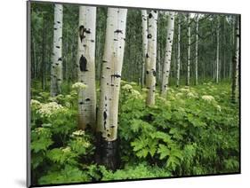 Cow Parsnip Growing in Aspen Grove, White River National Forest, Colorado, USA-Adam Jones-Mounted Photographic Print