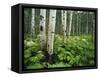 Cow Parsnip Growing in Aspen Grove, White River National Forest, Colorado, USA-Adam Jones-Framed Stretched Canvas