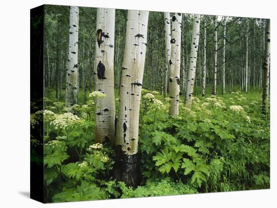 Cow Parsnip Growing in Aspen Grove, White River National Forest, Colorado, USA-Adam Jones-Stretched Canvas