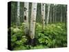 Cow Parsnip Growing in Aspen Grove, White River National Forest, Colorado, USA-Adam Jones-Stretched Canvas